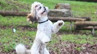 Cute Pupppy-Elza gets a special treat  -Video