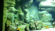 Środowisko jeziora Tanganika w ogrodzie botanicznym Gliwice
