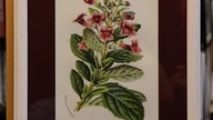 Louis Benoit VAN HOUTTE Rycina - Rehmannia glutinosa Libosch.