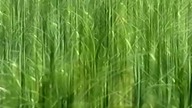 TV4 - Reklamy i zapowiedzi (6. 08. 2002, Hi-FI)