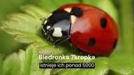100 Ciekawostek o biedronkach