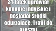 31-latek uprawiał konopie indyjskie i posiadał środki odurzające.  Trafił do aresztu