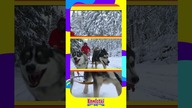 Husky Syberyjski - Psy dla dzieci - Bajka edukacyjna