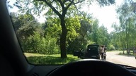 Park Safari: Mało inteligentna rodzina wychodzi z samochodu