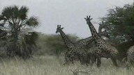 Dookoła świata - e18 - Kenia.  Wielkie Safari