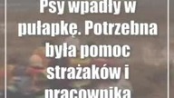 Psy wpadły w pułapkę.  Potrzebna była pomoc strażaków i pracownika schroniska