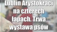 Lublin: Arystokraci na czterech łapach.  Trwa wystawa psów rasowych