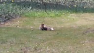 Lis (Vulpes vulpes) w Łazienkach Królewskich