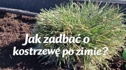 Jak zadbać o kostrzewę po zimie?  Cięcie, pielęgnacja i rozmnażanie