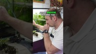 Nietypowy trawnik w paludarium? Sprawdź to! 