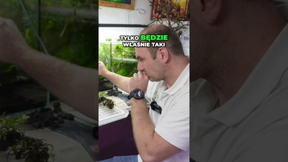 Nietypowy trawnik w paludarium? Sprawdź to! 