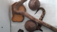 Ball Python feeding 