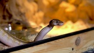 Apartament królewski dla Pytona! Budowa terrarium i ścianki od podstaw