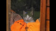 felidae