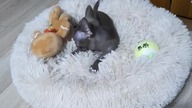 Tolek nie dzieli się Ciastkami #chihuahua