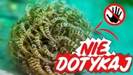 Niesamowite Morskie Stworzenie Najlepsze Filmiki # 8