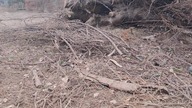 #309 Płot kładziony, hedgelaying - sposób na zagospodarowanie zalegających gałęzi!