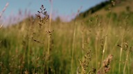 0956 E02_Lato niedźwiedzi grizli [720p.WEB-DL.H264.EAC3.5.1-NitroTeam] 