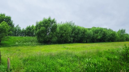 Sounds of the Meadow; Crickets and Birds ¦ Relaxing ASMR Sounds for Calming Down