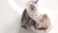 Injecting Hydrogen Peroxide 30% into tick full of blood | Hydrogen Peroxide killing ticks