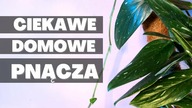 Ciekawe łatwe w uprawie DOMOWE PNĄCZA.  Rosliny doniczkowe, ktore się pna
