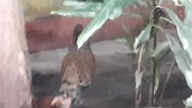 Malay Peacock-Pheasant (Polyplectron malacense) 01