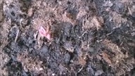 Uprawa batata na balkonie - miesiąc od zasadzenia #garden #ogródek