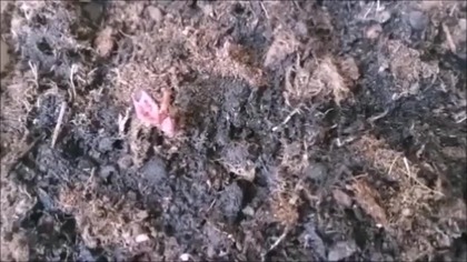 Uprawa batata na balkonie - miesiąc od zasadzenia #garden #ogródek