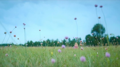 1 K. ARA.  8