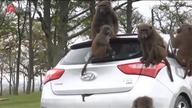 Motodziennik: Hyundai kontra pawiany