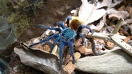 Chromatopelma cyaneopubescens!