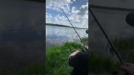 Krąp na feeder Wilcza Wola