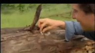 Bear Grylls zjada larwę!