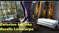 Zwiastun filmu-Musella lasiocarpa- Złoty lotos.