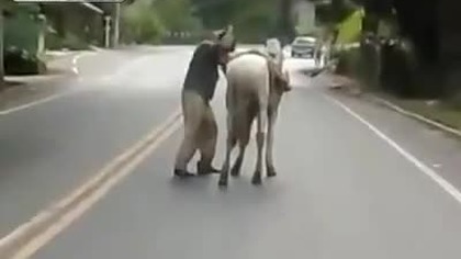 Pijany koleś vs koń