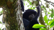 Gibbon, śpiewająca małpa ODC. 1