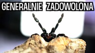 Psalmopoeus irminia UROSŁA! Phormictopus auratus też  ARANŻACJA WYSTROJU
