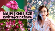 5 NAJPIĘKNIEJ kwitnacych DRZEW do mały i dużych ogrodow do donic na balkony i tarasy