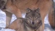 Wolf song