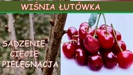  Wiśnie w ogrodzie.  Sadzenie, ciecie i pielęgnacja wiśni.
