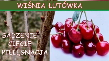  Wiśnie w ogrodzie.  Sadzenie, ciecie i pielęgnacja wiśni.