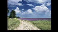 5 poziomów psychedelicznego doświadczenia (napisy PL)