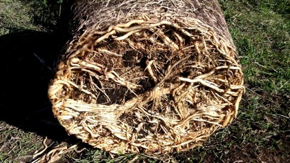 #210.  Daktylowiec kanaryjski-Phoenix canariensis przesadzanie.  Wiosna 2017.