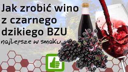 Jak zrobić Wino z dzikiego czarnego bzu - Przepis