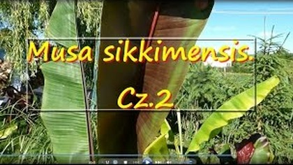 141.  Banan Musa sikkimensis Red Tiger.  Cz. 2