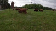 Relacja na żywo z gospodarstwa -
Stado nr 4