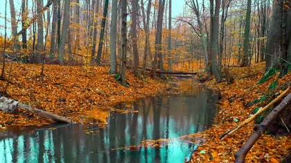 Oasis of Calm 4K; Prawdziwa harmonia strumienia