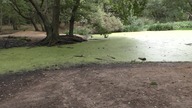 swamp / bagno