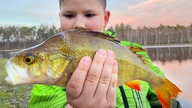 Okoń życiówka Kornela i dlaczego wędkarze bojkotują działaczy PZW
