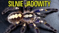 NOWE domy dla DOROSŁYCH SAMIC Poecilotheria metallica, miranda